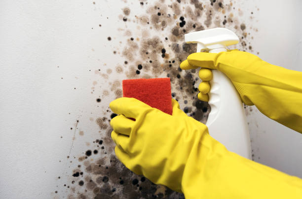 Best Health and Safety Mold Remediation in Henderson, TX
