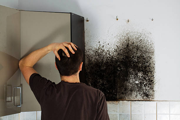 Best Insurance-Related Mold Remediation in Henderson, TX