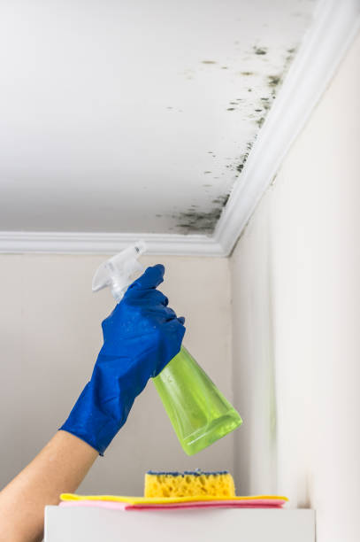Best DIY Mold Remediation Support Services in Henderson, TX