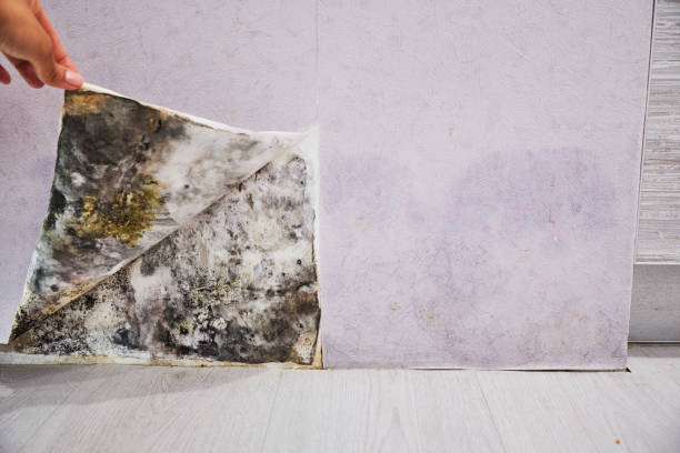 Best Mold Remediation for Schools in Henderson, TX